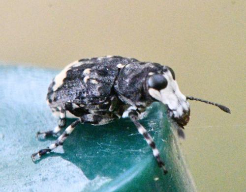 Tropideres albirostris